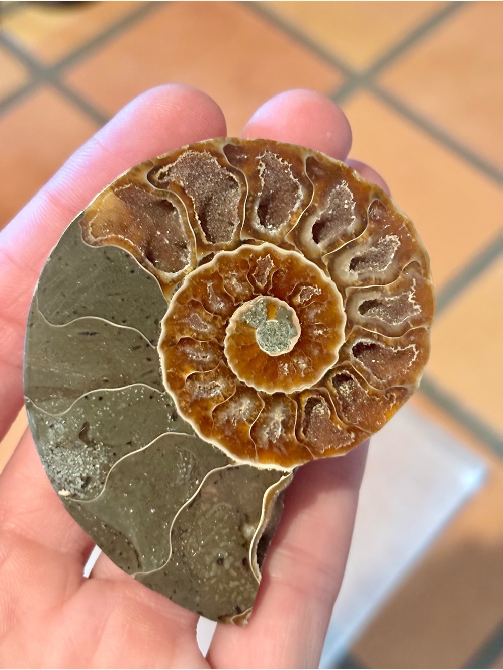 Ammonite Fossil Halves – Polished Interior with Iridescent Shell & Druzy Pockets - Picture 3 of 8